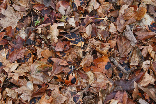 20121109-brown_leaves.jpg