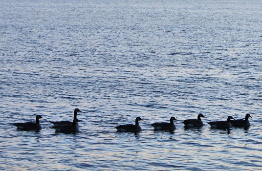 20121114-winter_geese_.jpg